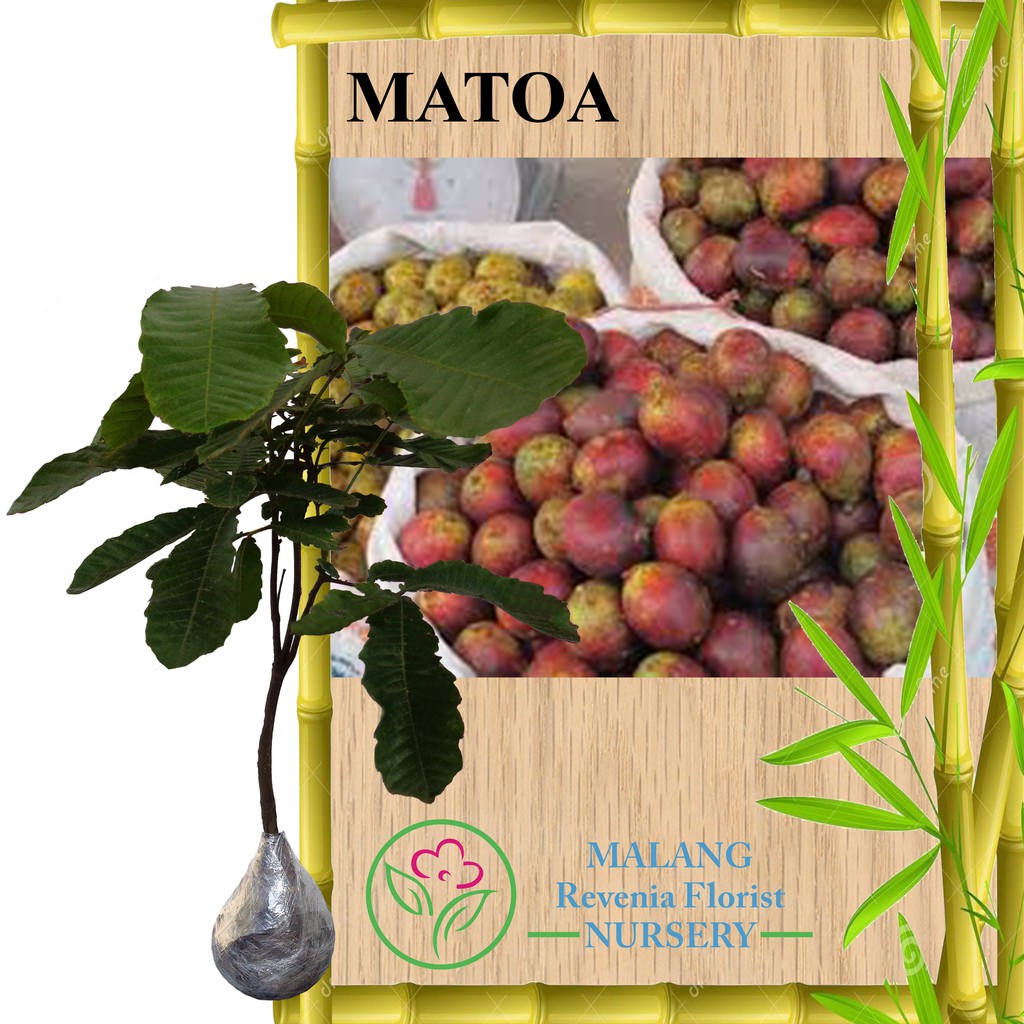 Tanaman Buah Matoa Tinggi 60 80 Cm Shopee Indonesia