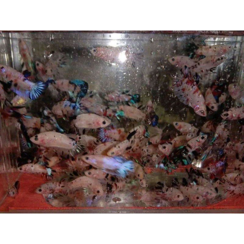 bahanan ikan cupang kontes