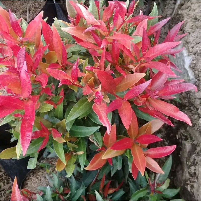 Tanaman hias pucuk merah tanaman hidup