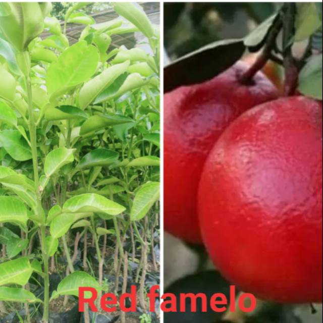 

Jeruk bali red famelo