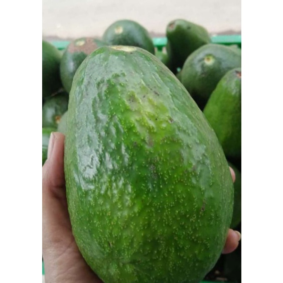 

ALPUKET GARUT ALPUKET MENTEGA ALPUKET JUMBO