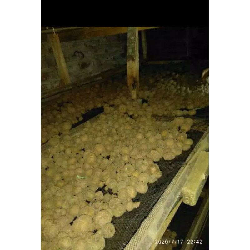 

Sedia bibit porang/iles 1kg
