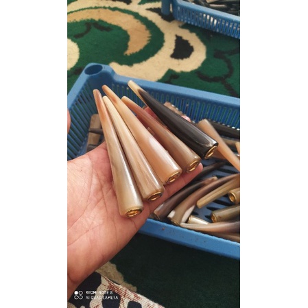 once tanduk kerbau bule/once tanduk kerbau asli/once 10 cm