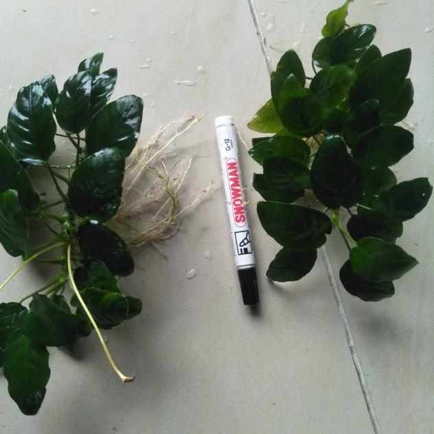 ➧ Jumbo Anubias Barteri Nana ♣
