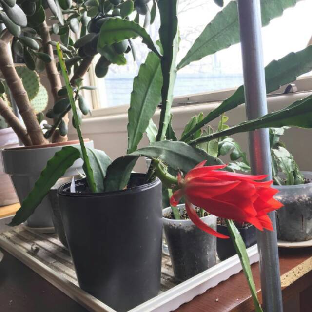 wijaya kusuma merah ackermannii Epiphyllum Orchid cactus bunga besar