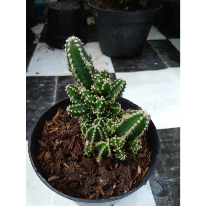 Tanaman Kaktus Sukulen Cereus Tetragonus