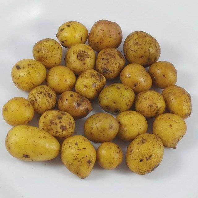 Kentang Ukuran Kecil / Baby Potato/  Berat 1000 gram