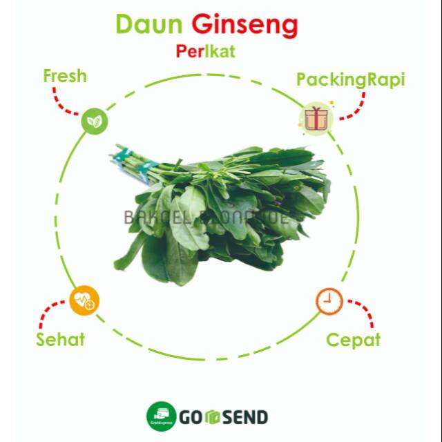

DAUN GINGSENG PER IKAT / GINSENG LEAVES / FRESH VEGETABLES / VEGETABLE / SAYUR SAYURAN SEGAR