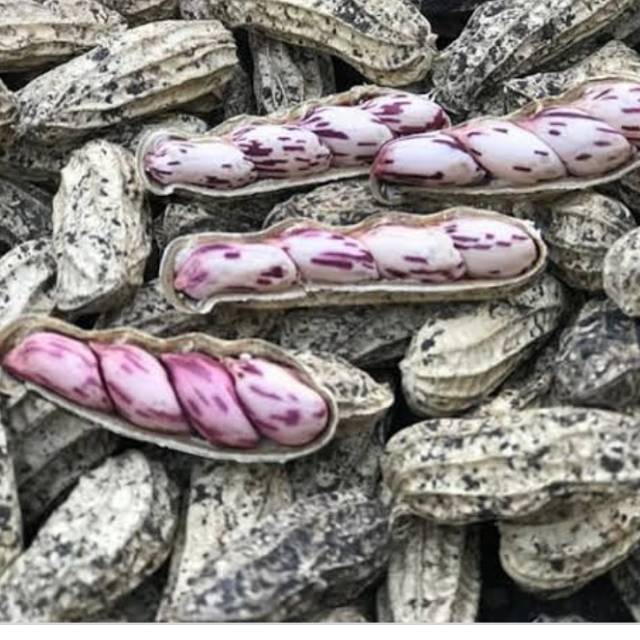 

Kacang tanah batik fresh