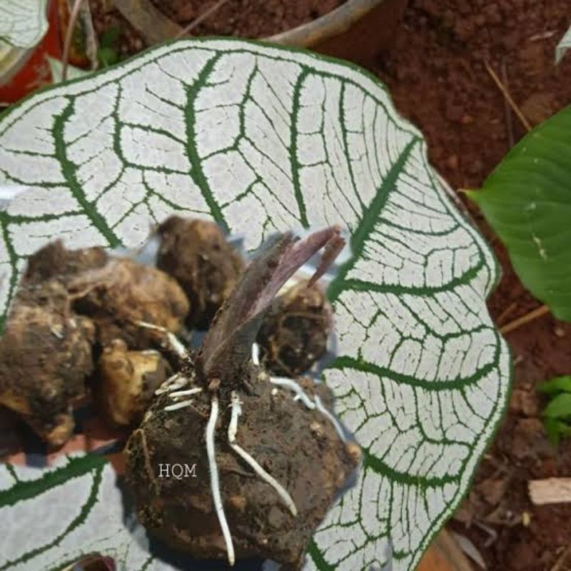 Umbi Keladi Putih/ Keladi Snow white _1kg