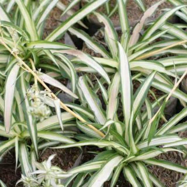 Tanaman Hias Bunga Lili Paris Spider Plant Bulu Ayam Shopee Indonesia