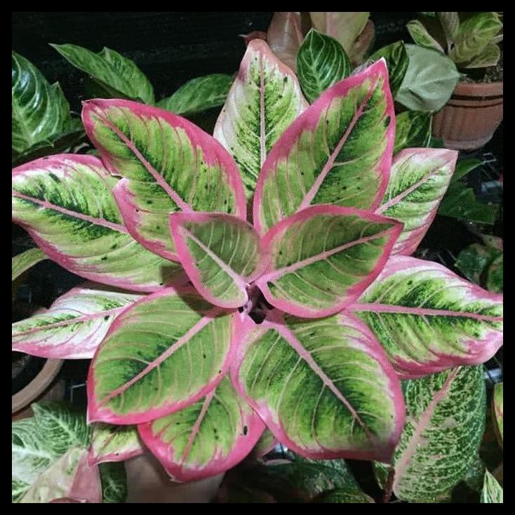 Aglonema Lotus Delight