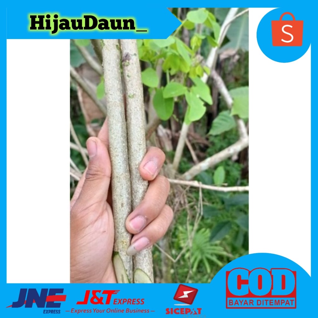 STEK POHON GAMAL RESIDE/BIBIT GAMAL RESIDE/GLIRICIDIA/BIBIT POHON GAMAL