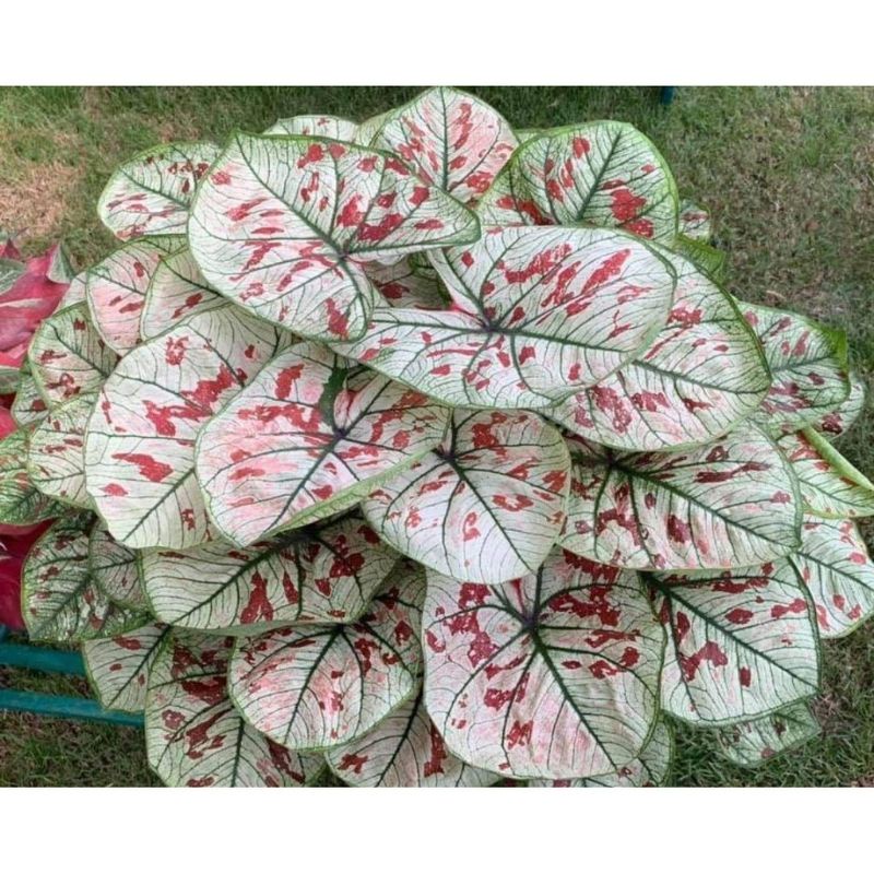 Umbi Caladium Guava - keladi hias hybrid import thailand