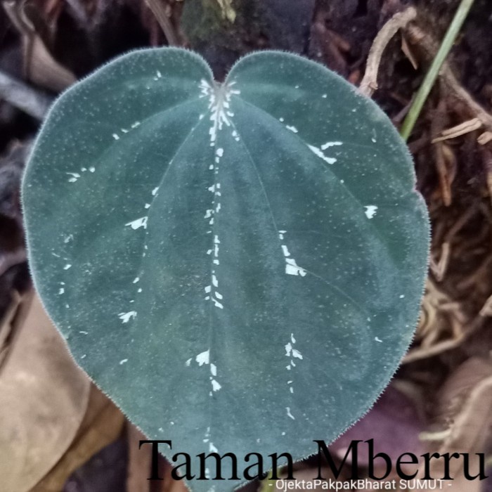 Anthurium Betel Sirih Keraton Anthurium Sirih Merambat Bunga & Tanaman