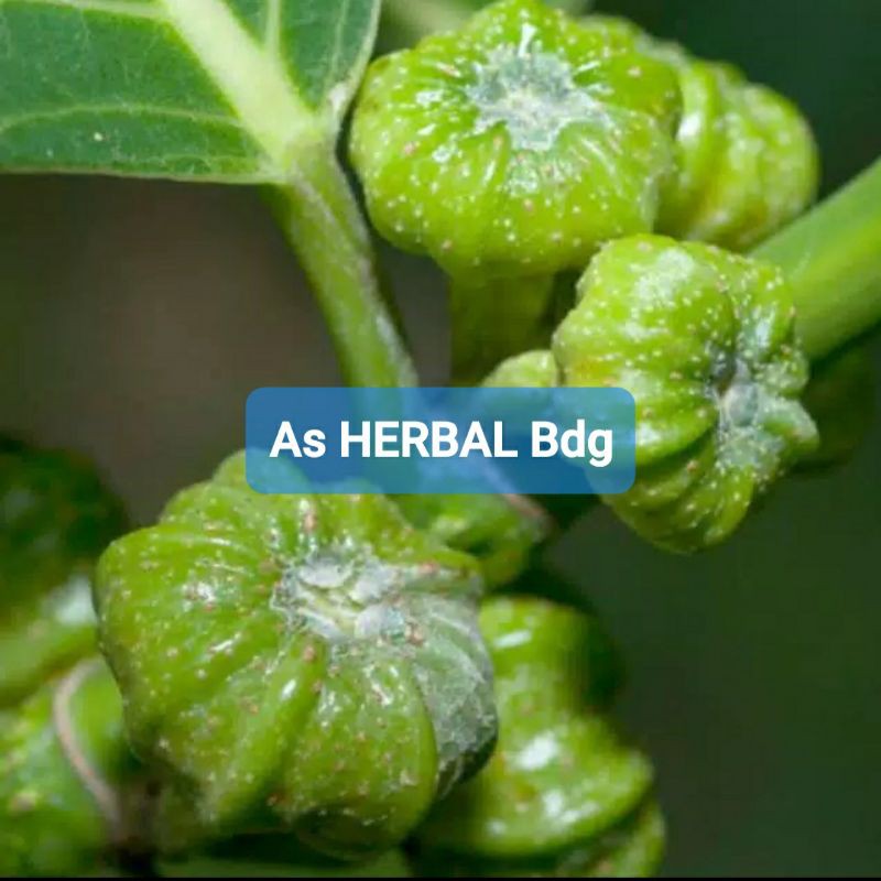 

Buah Awar Awar Segar kemasan 1 Kg