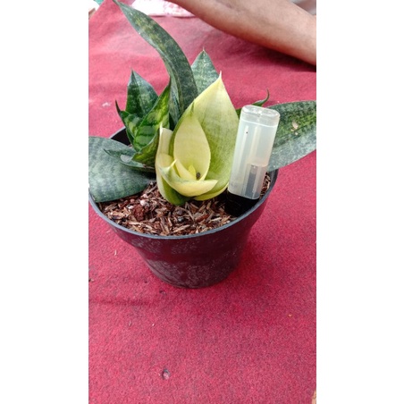 sansevieria mutasi siebert