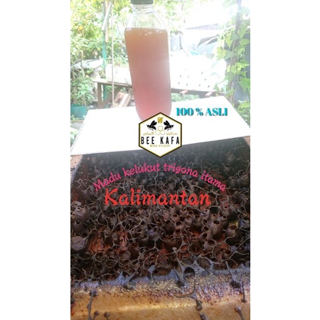 

madu kelulut trigona itama 1 L