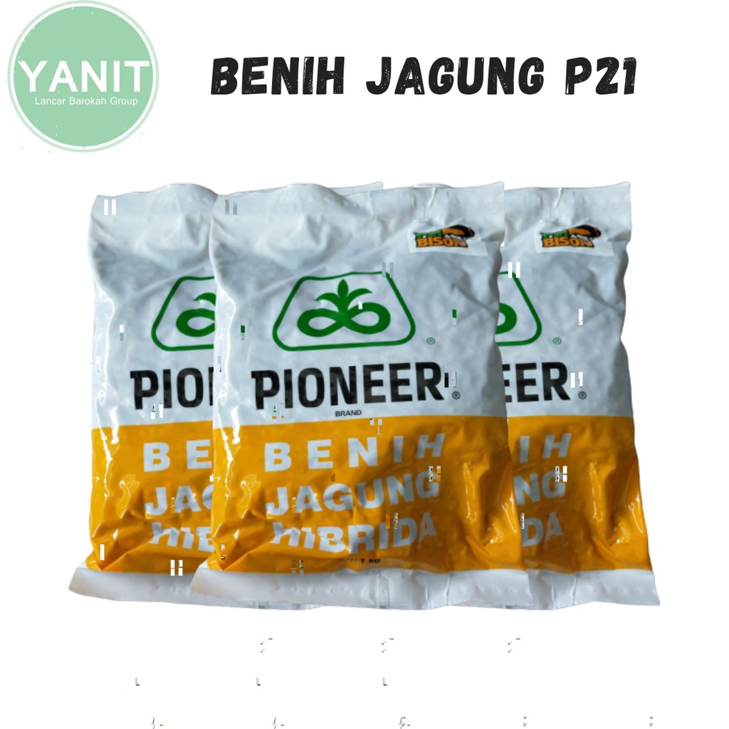 BENIH JAGUNG PIONEER P21