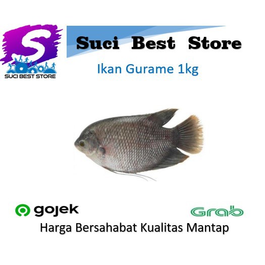 

Ikan Gurame Fresh 1kg Promo Bandung By Suci Best Store