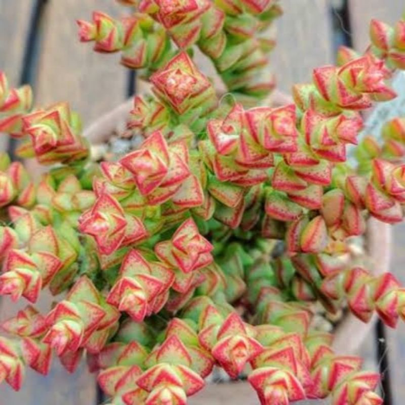 Sukulen Crassula Tom Thumb cluster