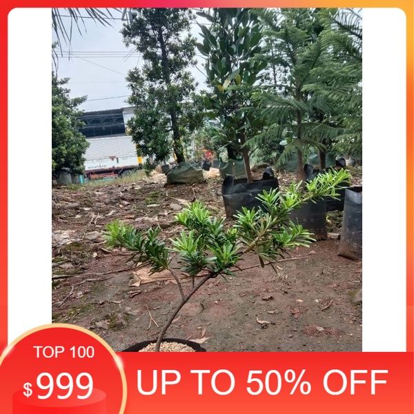 bonsai lohansung cincuan