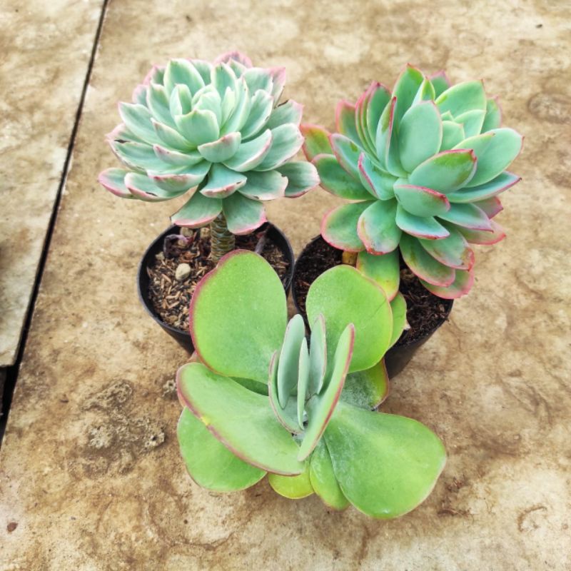 paket tanaman hias sukulen jumbo isi 3