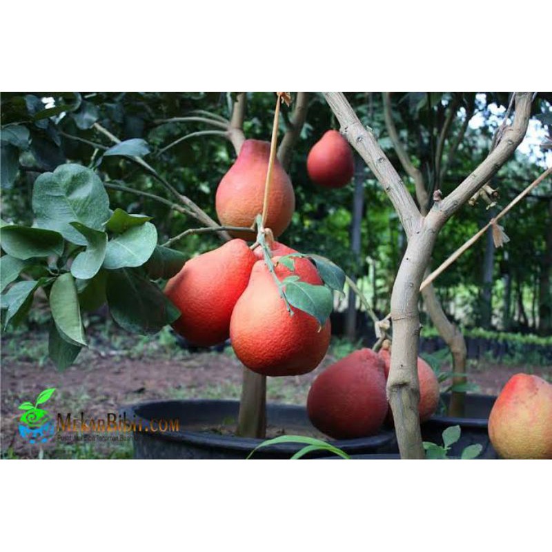 pohon jeruk red pamalo, besar