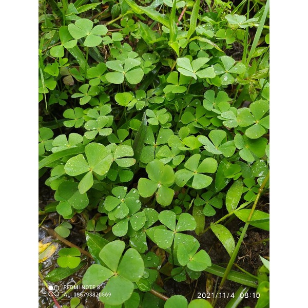 

daun semanggi sawah segar per (100 gram)