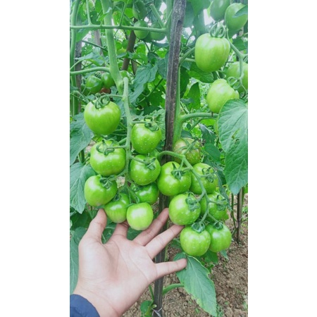 REPACK - BENIH/BIBIT TOMAT LEBAT BUAH BANYAK (50 BIJI)