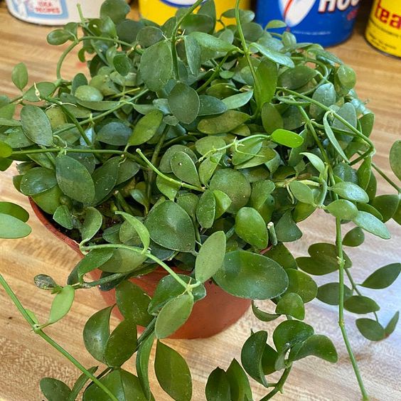 tanaman hias dischidia cascade green