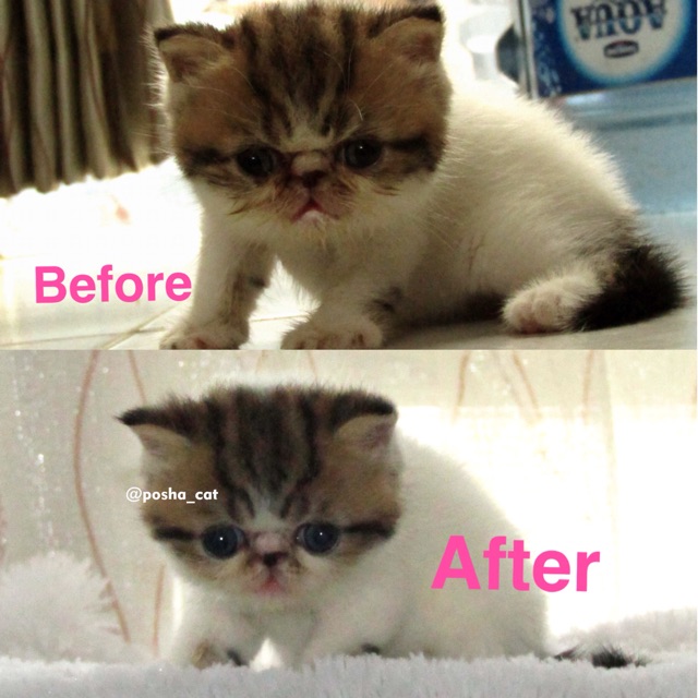 Paket Anti stain (noda) posha_cat | isi 3 produk | skincare kucing