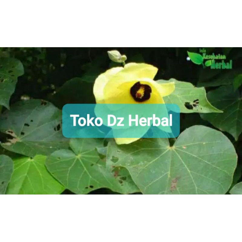 

Daun waru atau daun baru segar 1 kg-az