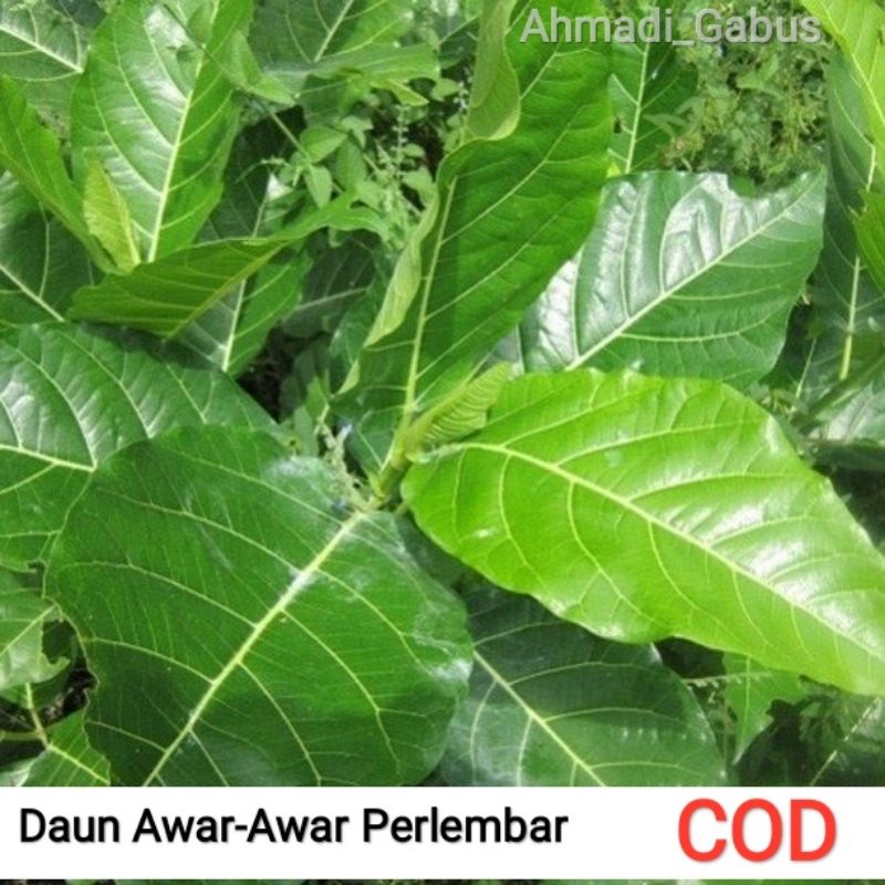 

Daun Awar-awar 1 lembar
