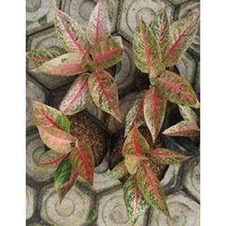  Aglaonema  aglonema red anjamani Shopee Indonesia