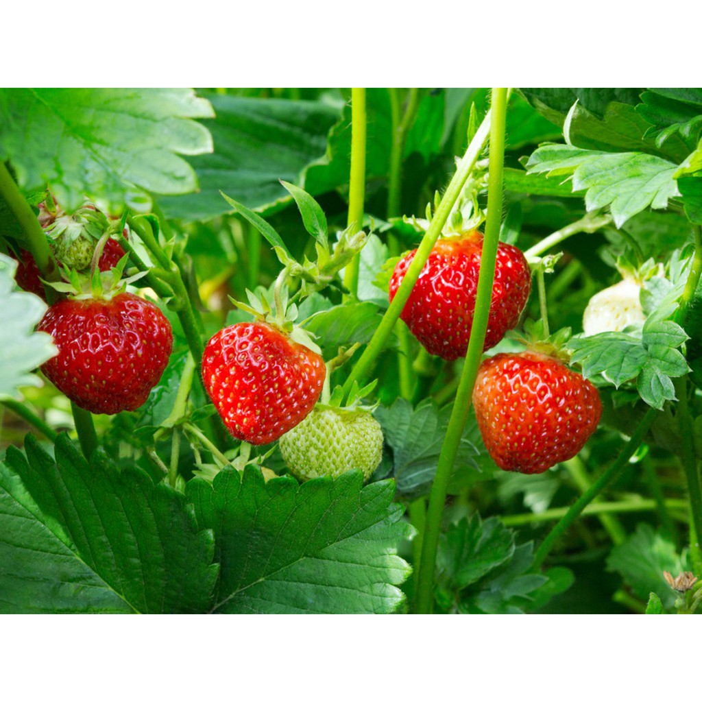 Bibit Strawberry Jumbo