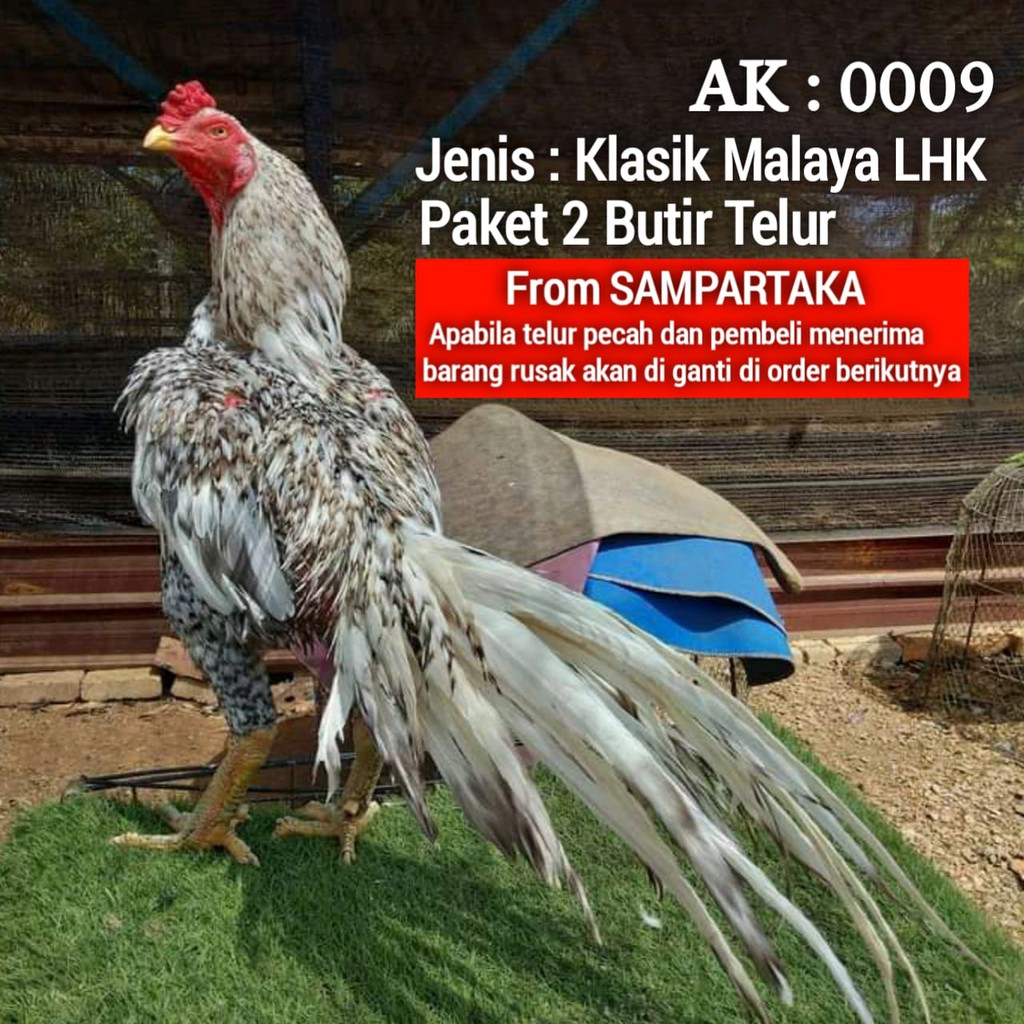 Telur ayam ekor lidi aduan bangkok klasik asli hias super panjang paket 2 butir