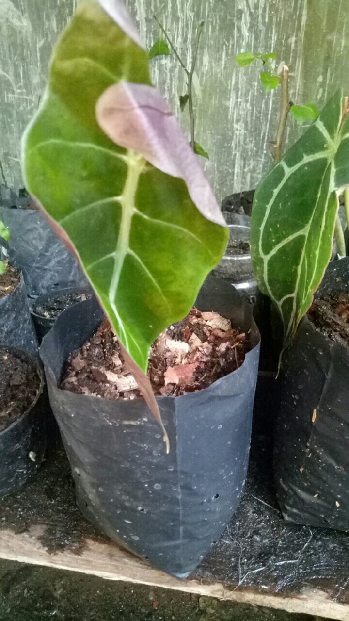  Tanaman  hias Alocasia Amazon  keladi amazon  caladium 