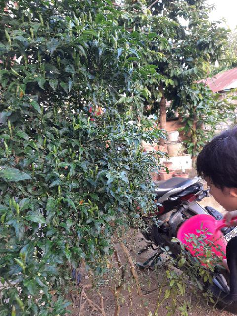 Biji Benih Tomat Tymoti F1