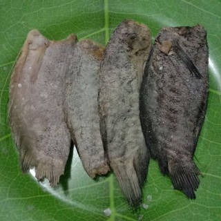 

ikan asin sepat 100gr