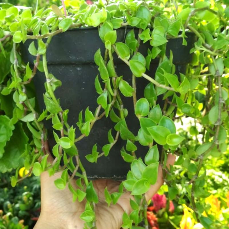 Tanaman gantung air mata janda