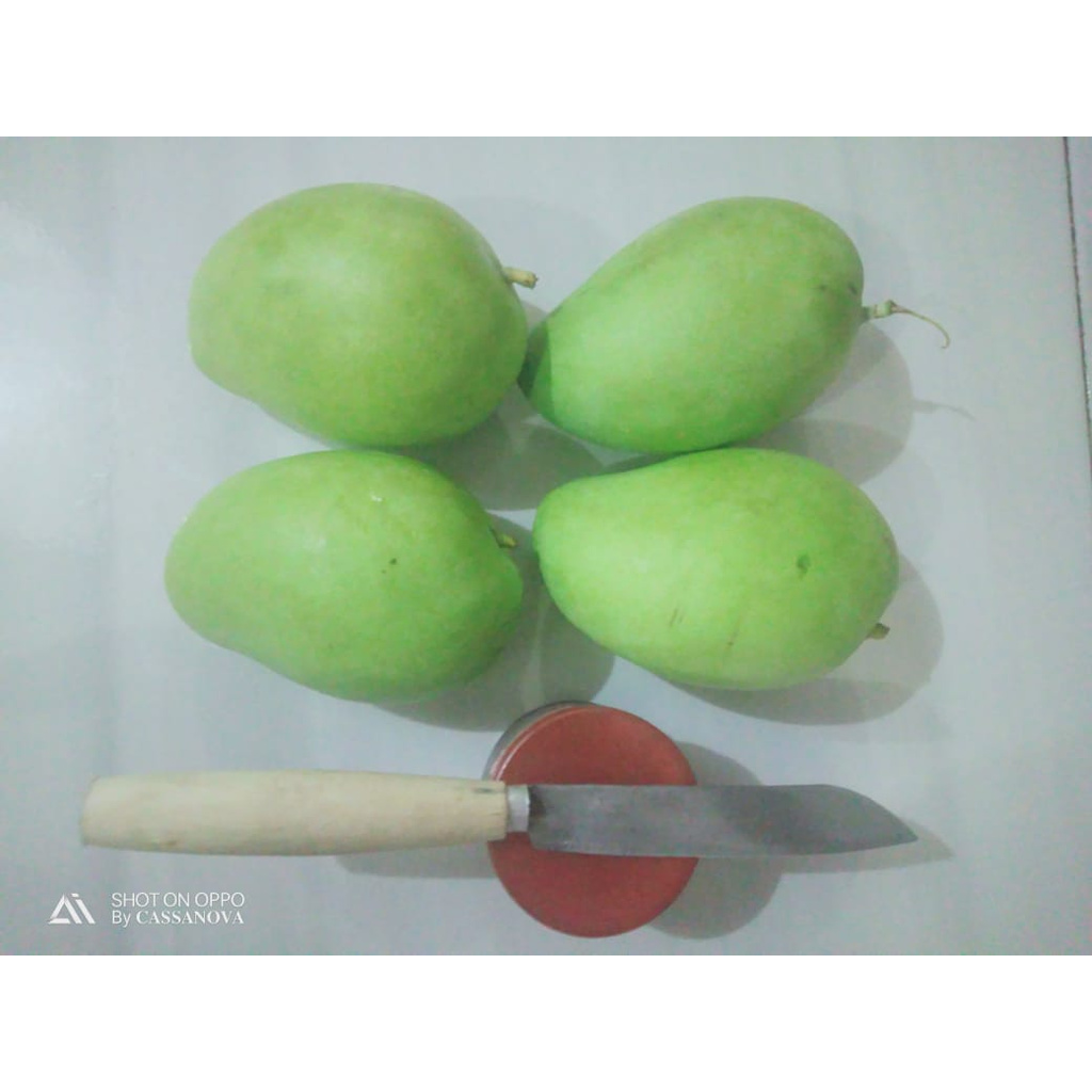 

Mangga Muda ( BONUS PETIS + ALAT DAPUR)/ Mangga Kecut / Mangga Murah / Mangga Enak