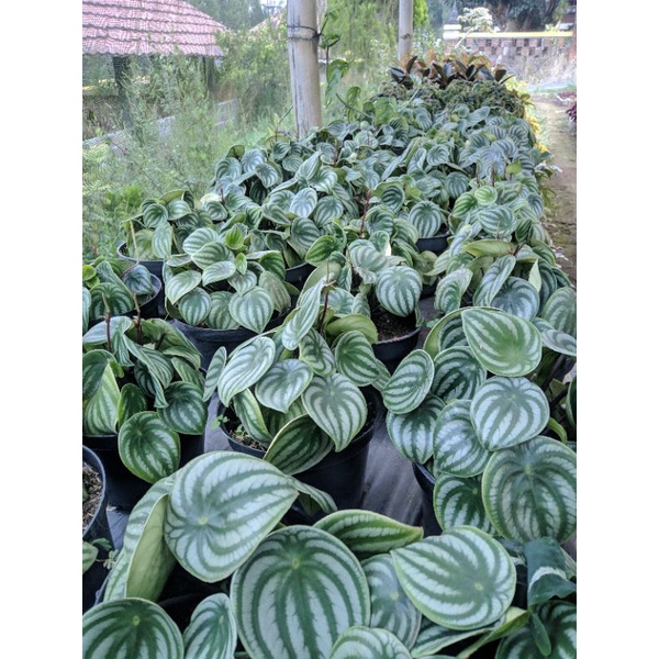 Tanaman Hias Watermelon/peperomia semangka RIMBUN