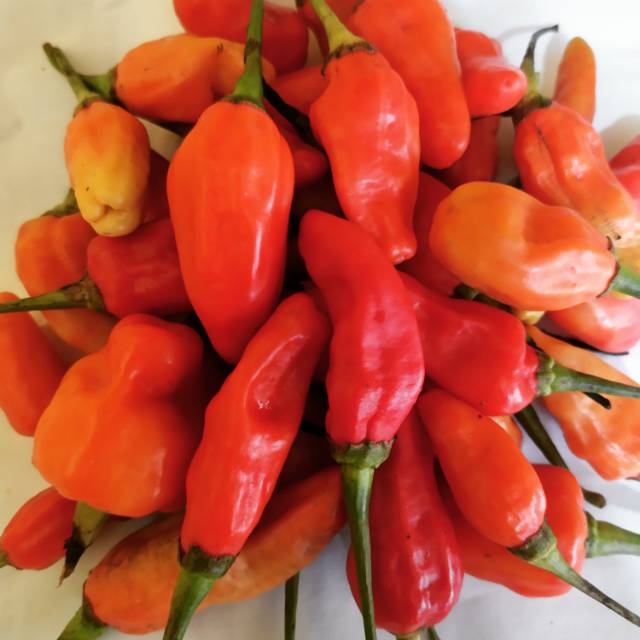 

Cabai rawit merah