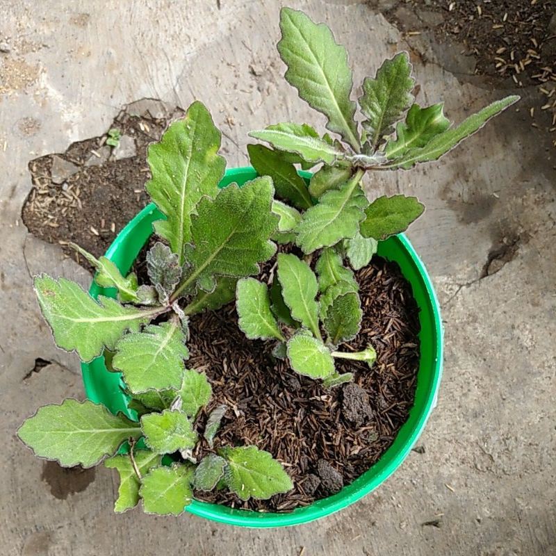 

Daun Dewa Gynura segetum tanaman Obat minim order 2 pohon@