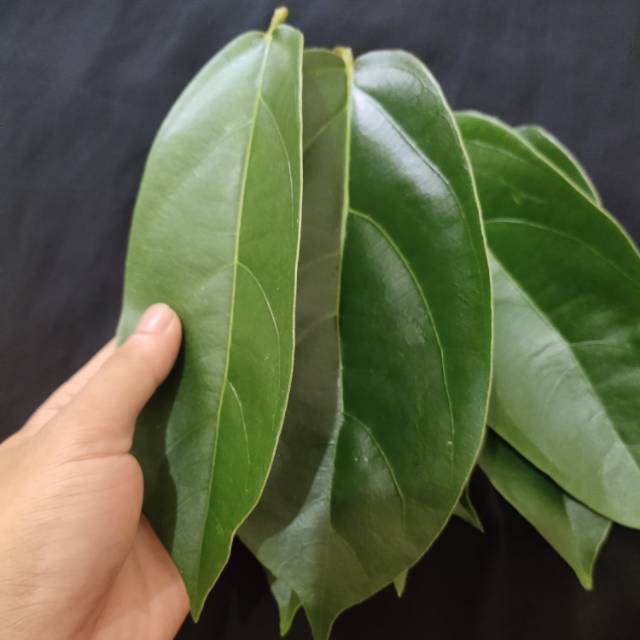 

jual daun cincau segar kemasan 1 kg