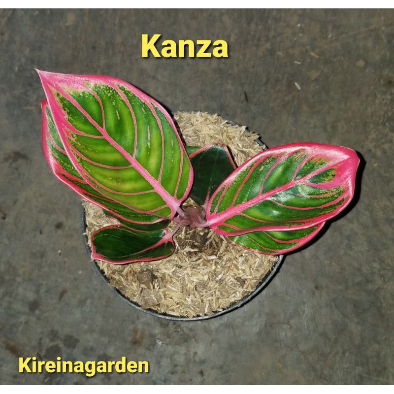 Aglonema Kanza