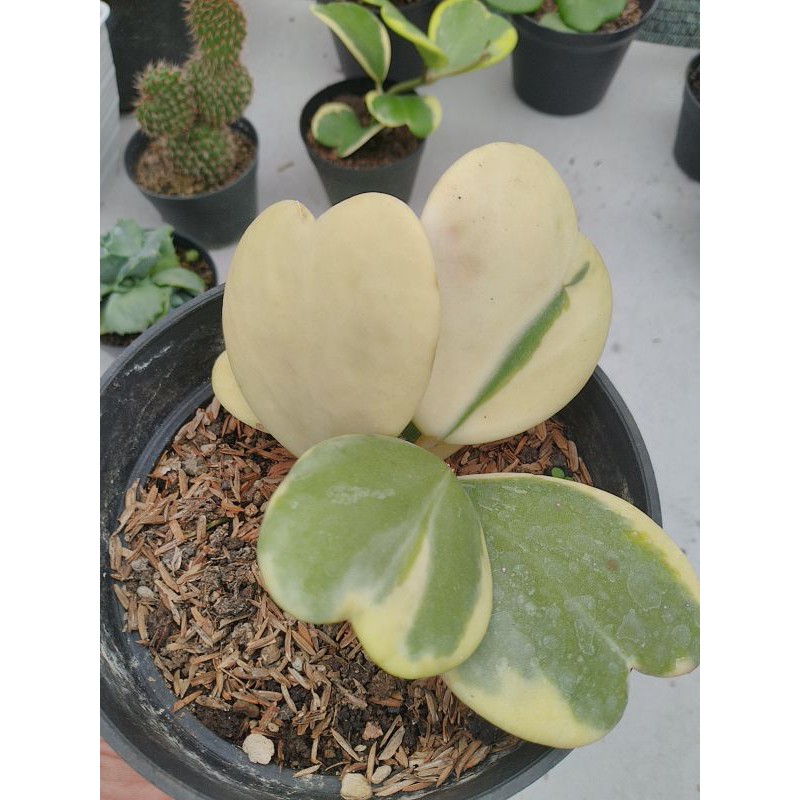 LOVE HOYA VARIGATA CLUSTER 5