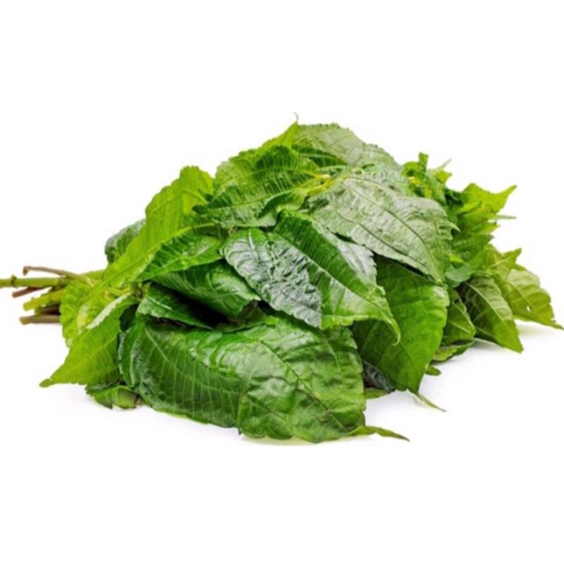 

Lalapan Daun pohpohan fres 500 grm plus bonus daun singkong