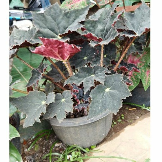 begonia velvet  hitam/begonia black velvet